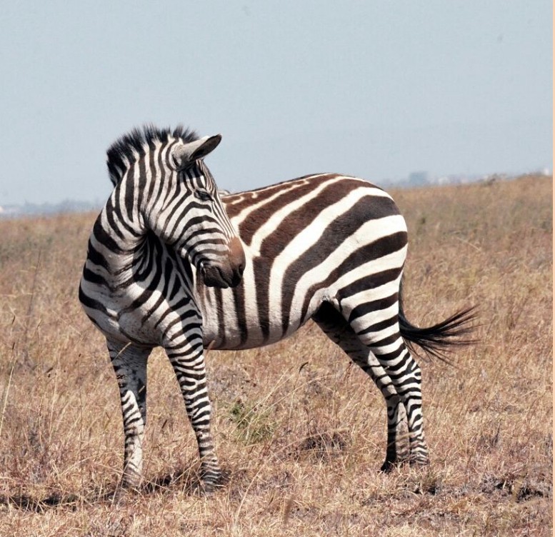 Zebra