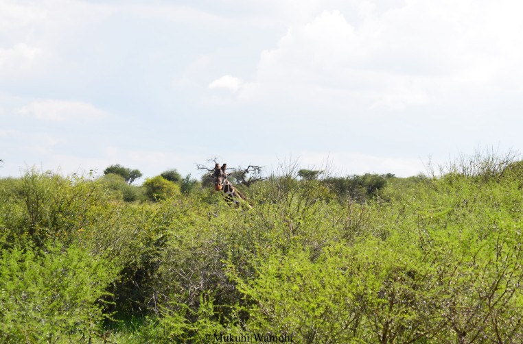 Reticulated giraffes