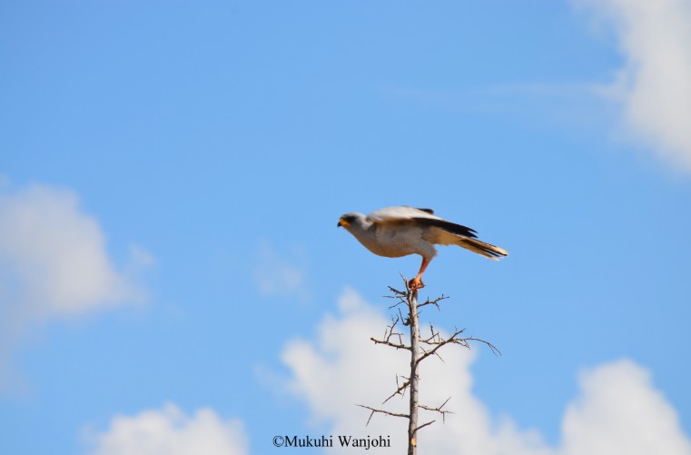 Reticulated giraffes