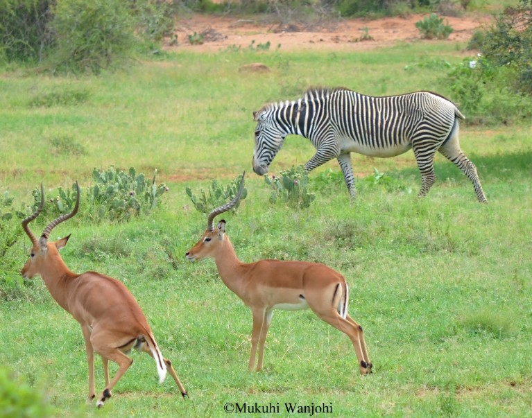 Reticulated giraffes