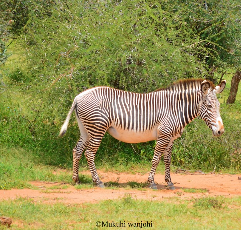 Zebra