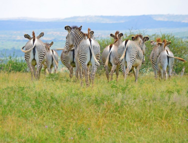 Reticulated giraffes