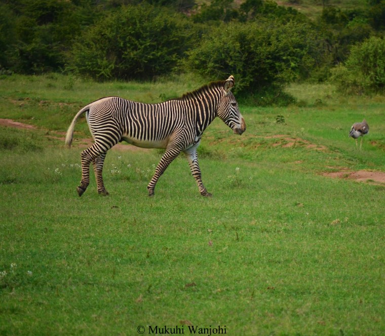 Reticulated giraffes