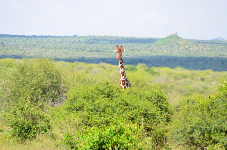 Reticulated giraffes