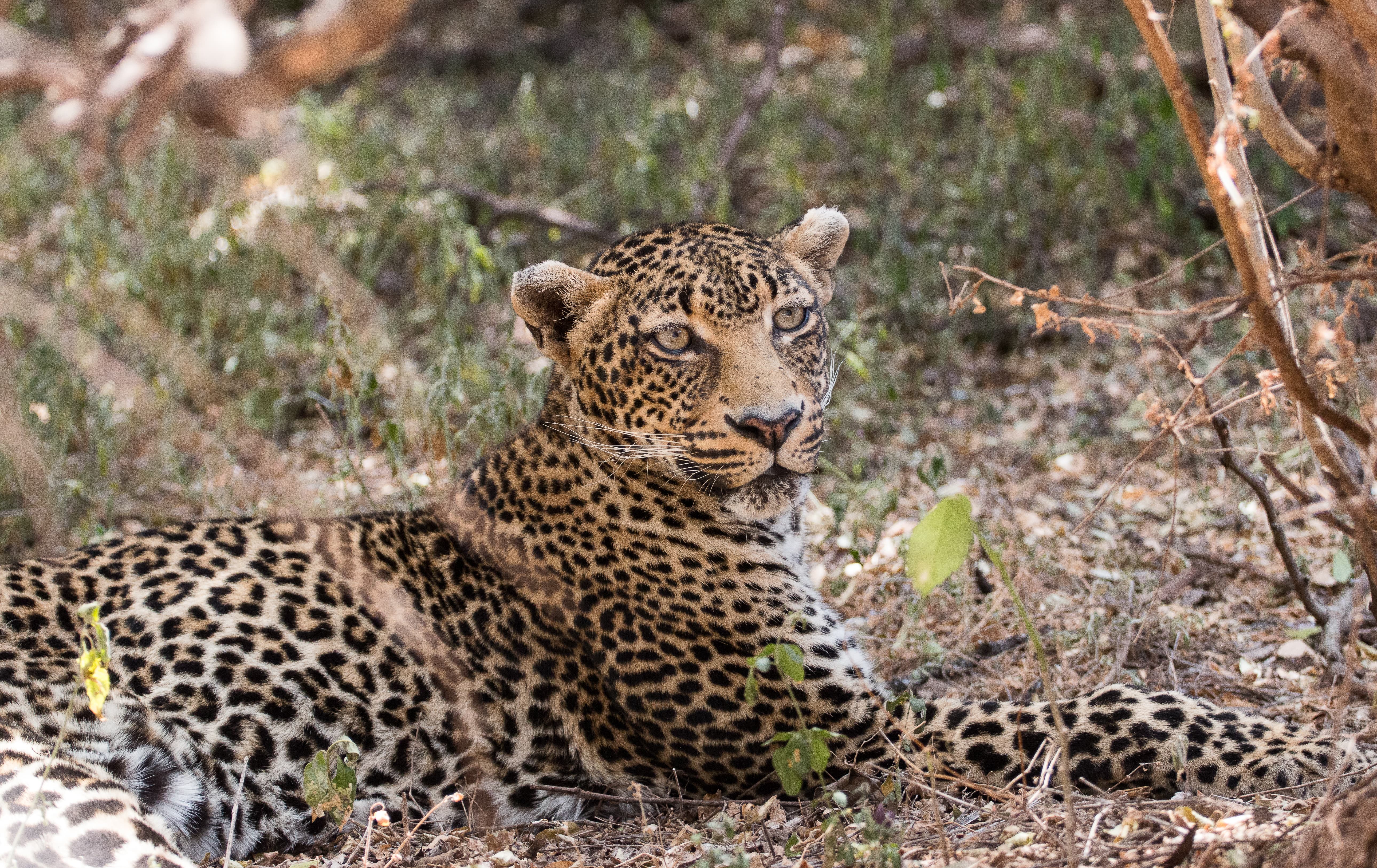A close up of a leopard