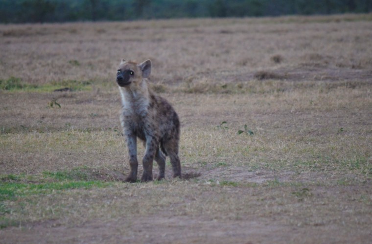 The spotted hyena giving me the side eye