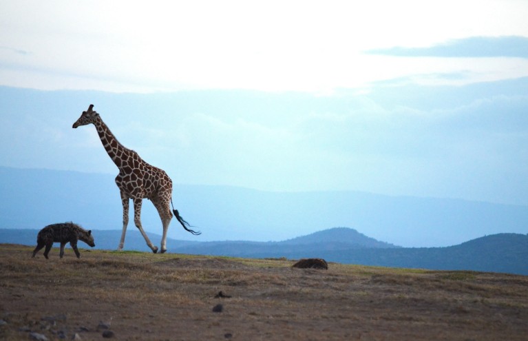 Giraffee and Hyena