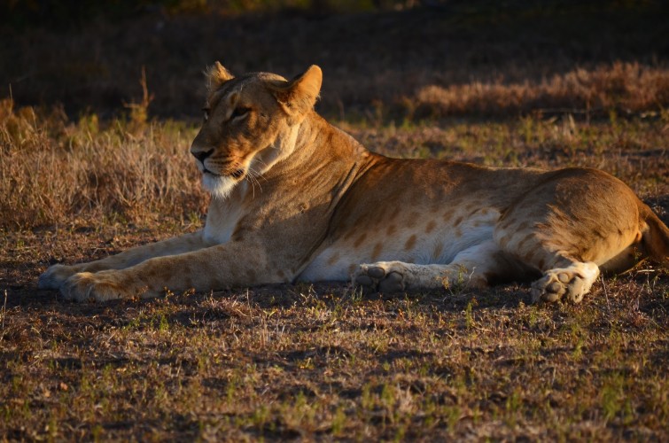 A lioness by the road