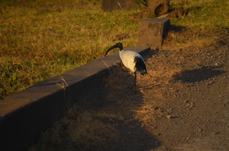 The sacred Ibis