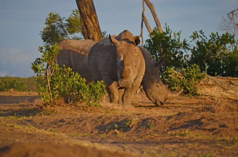 Southern white rhinos