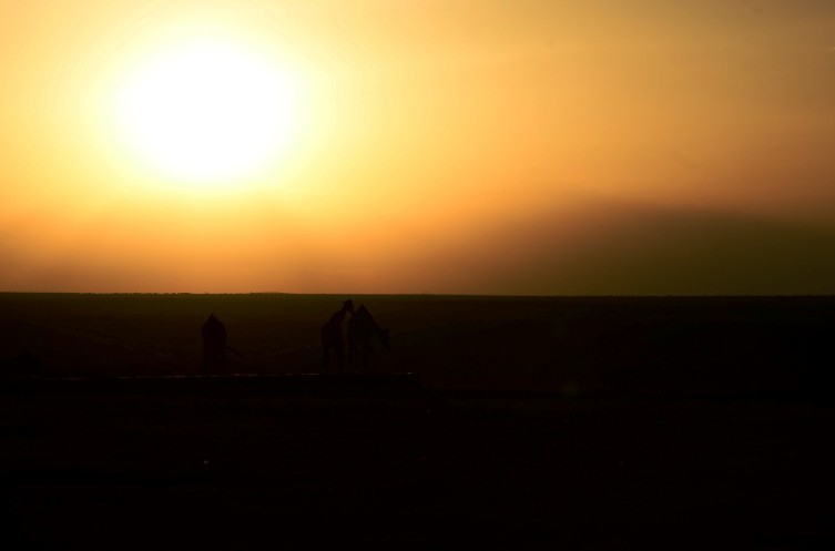 A giraffe silhouette